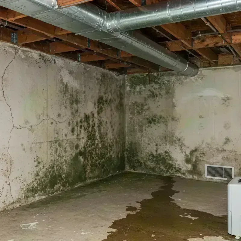 Professional Mold Removal in Perry County, IL